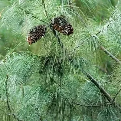 Сосна АРМАНДИ  Сосна АРМАНДИ в Белгороде
