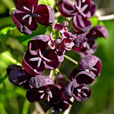 Акебия ПЯТЁРНАЯ   Акебия ПЯТЁРНАЯ  в Белгороде