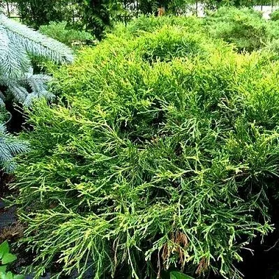 Кипарисовик ФИЛИФЕРА АУРЕА ВАРИЕГАТТА горохоплодный в Белгороде