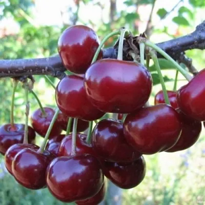 Вишня НОРД СТАР  Вишня НОРД СТАР в Белгороде