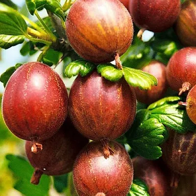 Крыжовник ШЕРШНЕВСКИЙ в Белгороде