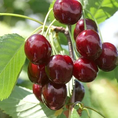 Черешня ОВСТУЖЕНКА  Черешня ОВСТУЖЕНКА в Белгороде