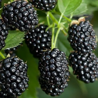 Ежевика ЧЕРНАЯ МАГИЯ ремонтантная  Ежевика ЧЕРНАЯ МАГИЯ ремонтантная в Белгороде