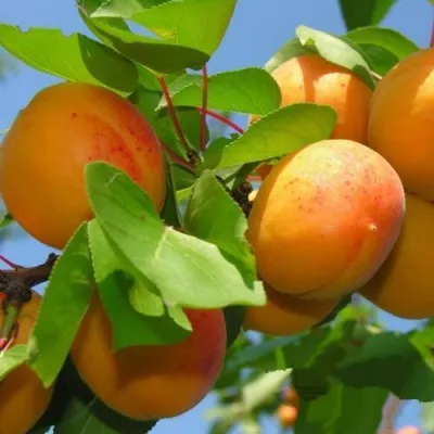 Абрикос КИЕВСКИЙ РАННИЙ в Белгороде