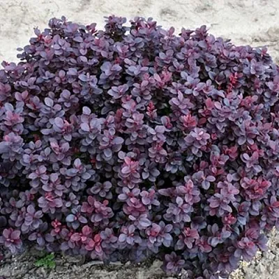 Барбарис КОНКОРД тунберга в Белгороде