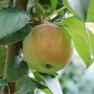 Яблоня ПОДСНЕЖНИК стелющаяся в Белгороде