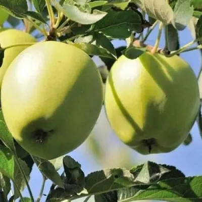 Яблоня САХАРНАЯ в Белгороде