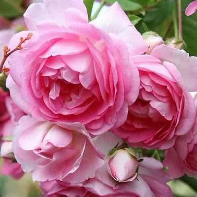 Саженцы роз ЖАСМИНА плетистая  Саженцы роз ЖАСМИНА плетистая в Белгороде