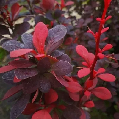 Барбарис РЕД ПИЛЛАР тунберга в Белгороде