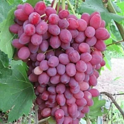 Виноград КИШМИШ ВЕЛЕС в Белгороде