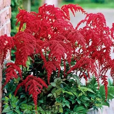 Астильба РЕД ЧАРМ Арендса  Астильба РЕД ЧАРМ Арендса в Белгороде
