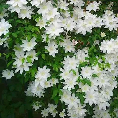 Клематис ТОКИ  Клематис ТОКИ в Белгороде