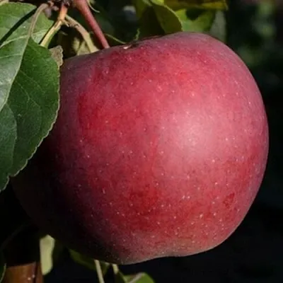 Яблоня БЕЛОРУССКОЕ СЛАДКОЕ  Яблоня БЕЛОРУССКОЕ СЛАДКОЕ в Белгороде