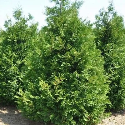 Туя ВАКСЕН западная  Туя ВАКСЕН западная в Белгороде