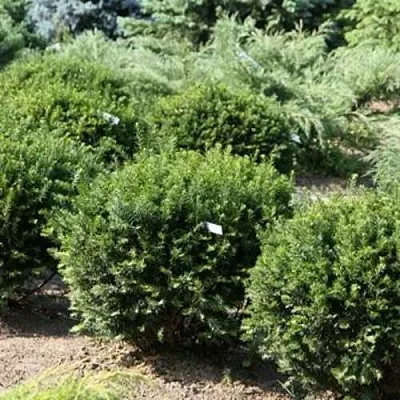 Тис НАНА остроконечный   Тис НАНА остроконечный  в Белгороде