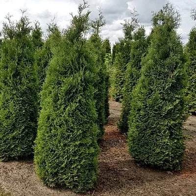 Туя ХОЛМСТРУП западная в Белгороде