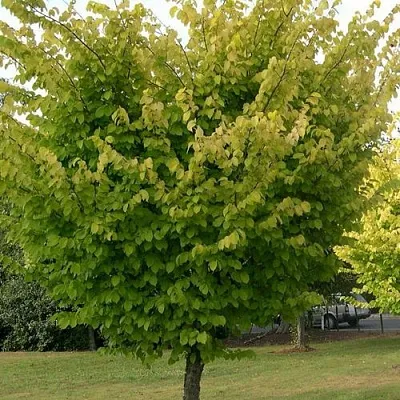 Вяз обыкновенный  Вяз обыкновенный в Белгороде