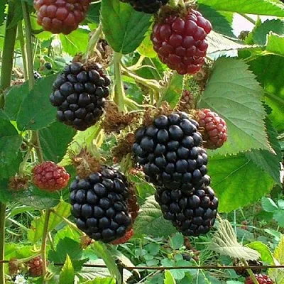 Ежевика ЧЕСТЕР бесшипная  Ежевика ЧЕСТЕР бесшипная в Белгороде