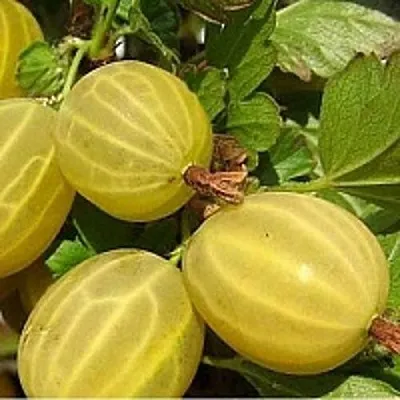 Крыжовник ЯРОВОЙ в Белгороде