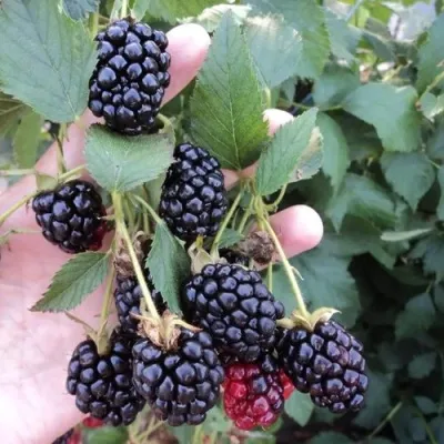 Ежевика ОУАЧИТА бесшипная — описание сорта Ежевика ОУАЧИТА бесшипная в Белгороде