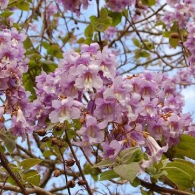 Павлония ПАО ТОГН Z07 в Белгороде