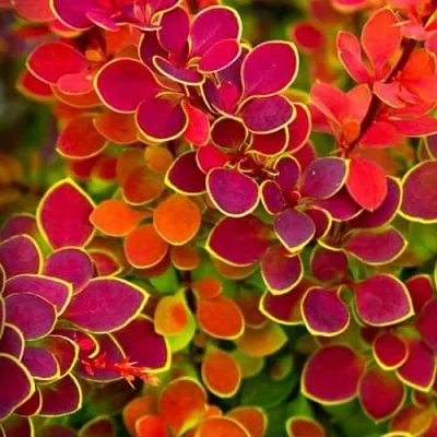 Барбарис ОРАНЖ САНРАЙЗ тунберга в Белгороде