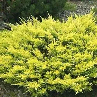 Можжевельник ЛАЙМ ГЛОУ горизонтальный в Белгороде