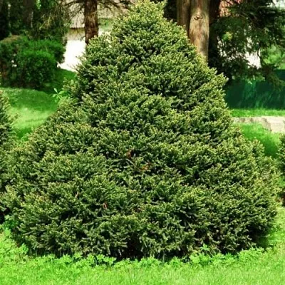 Ель ОЛЕНДОРФИ обыкновенная  Ель ОЛЕНДОРФИ обыкновенная в Белгороде