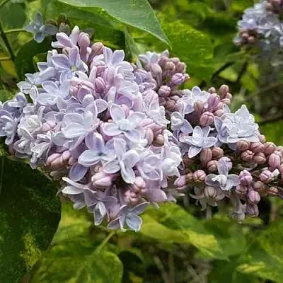 Сирень АУКУБАФОЛИЯ  Сирень АУКУБАФОЛИЯ в Белгороде