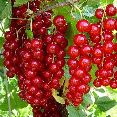 Смородина красная ЙОНКЕР ВАН ТЕТС  Смородина красная ЙОНКЕР ВАН ТЕТС в Белгороде