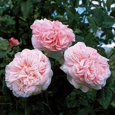 Саженцы роз КЛЭР РОУЗ английская  Саженцы роз КЛЭР РОУЗ английская в Белгороде