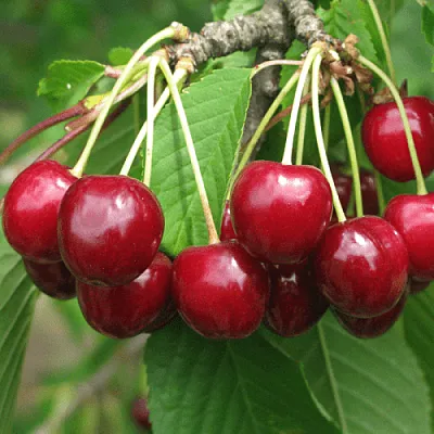 Черешня ГРОНКОВАЯ в Белгороде