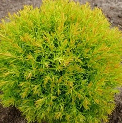 Туя АННИЕК западная  Туя АННИЕК западная в Белгороде