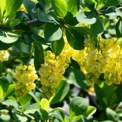 Барбарис ИНДИАН САММЕР   Барбарис ИНДИАН САММЕР  в Белгороде