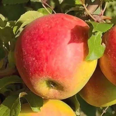 Яблоня САКАВИТА  Яблоня САКАВИТА в Белгороде