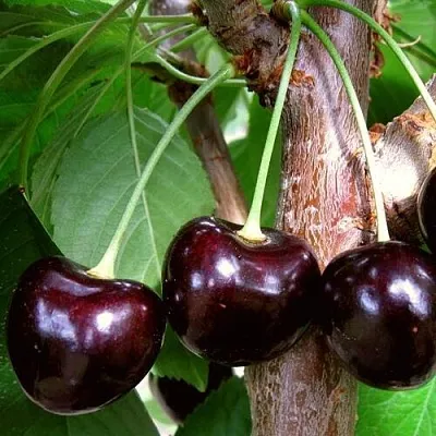 Черешня ДОНЕЦКИЙ УГОЛЁК  Черешня ДОНЕЦКИЙ УГОЛЁК в Белгороде