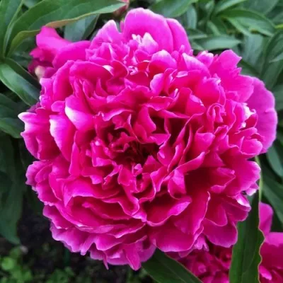 Пион КАРЛ РОЗЕНФЕЛЬД травянистый — описание сорта Пион КАРЛ РОЗЕНФЕЛЬД травянистый в Белгороде