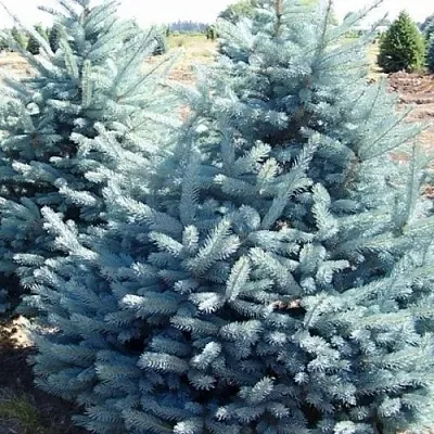 Ель ГЛАУКА колючая  Ель ГЛАУКА колючая в Белгороде