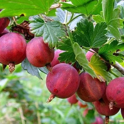 Крыжовник КРАСНОСЛАВЯНСКИЙ в Белгороде