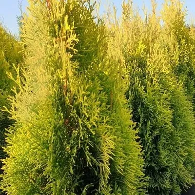 Туя ГОЛДЕН СМАРАГД западная  Туя ГОЛДЕН СМАРАГД западная в Белгороде