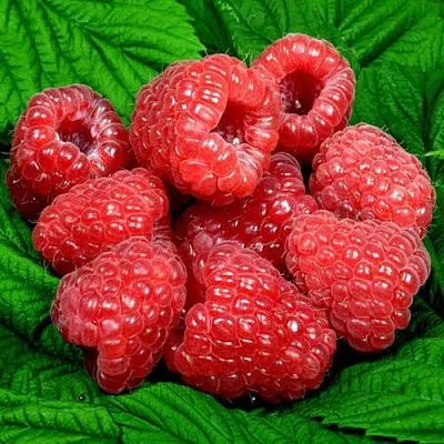 Саженцы малины оптом в Белгороде