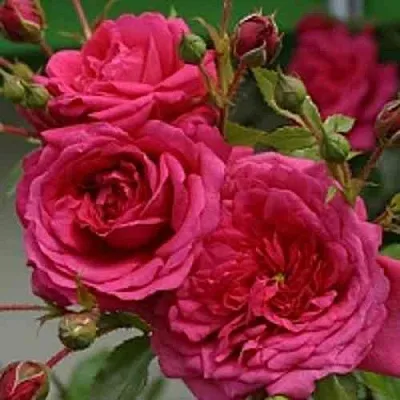 Саженцы роз ЛАГУНА плетистая  Саженцы роз ЛАГУНА плетистая в Белгороде