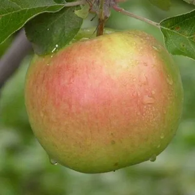 Яблоня БРЯНСКОЕ ЗОЛОТИСТОЕ в Белгороде