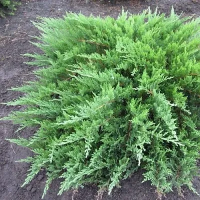 Можжевельник ТАМАРИСЦИФОЛИЯ казацкий  Можжевельник ТАМАРИСЦИФОЛИЯ казацкий в Белгороде