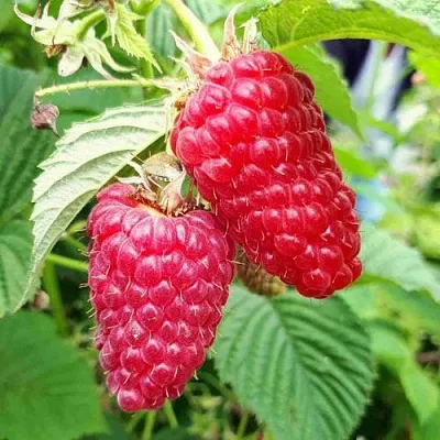 Малина ПШЕХИБА  Малина ПШЕХИБА в Белгороде