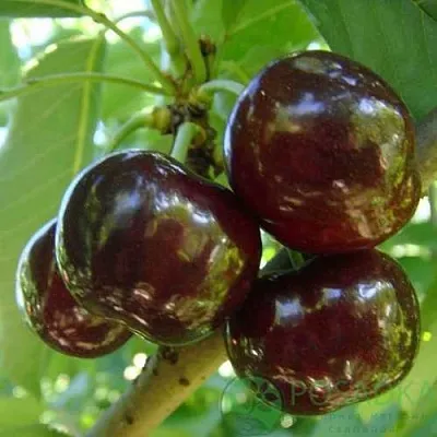 Черешня СВИТХАРТ  Черешня СВИТХАРТ в Белгороде