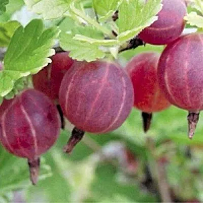 Крыжовник РАВОЛТ в Белгороде