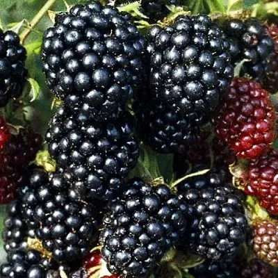 Ежевика ЭВЕРГРИН бесшипная  Ежевика ЭВЕРГРИН бесшипная в Белгороде