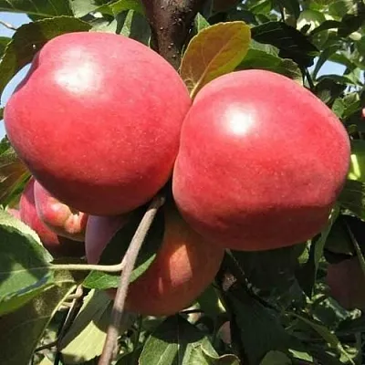 Яблоня ЗАСЛАВСКОЕ  Яблоня ЗАСЛАВСКОЕ в Белгороде