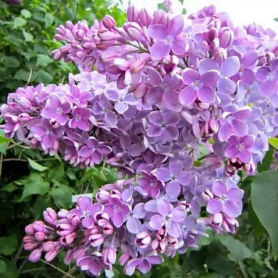 Сирень ОЛЯ  Сирень ОЛЯ в Белгороде